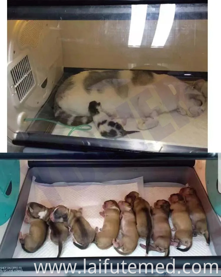 Chinese Manufacturer Veterinary Medical ICU Incubator Equipment Puppy Dog Puppy Pet Incubator for Pet Clinic